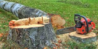 Reliable North Hudson, WI Tree Removal Solutions