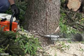 Best Arborist Consultation Services  in North Hudson, WI