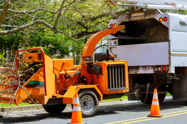 How Our Tree Care Process Works  in  North Hudson, WI