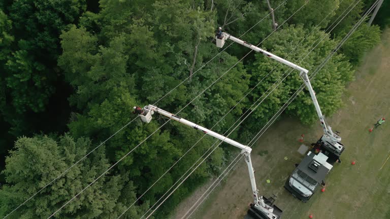 Best Tree Risk Assessment  in North Hudson, WI
