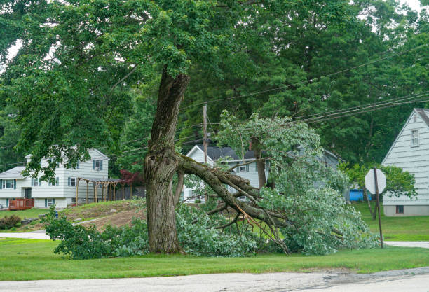 Tree and Shrub Care in North Hudson, WI