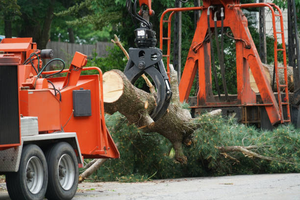 Best Hedge Trimming  in North Hudson, WI