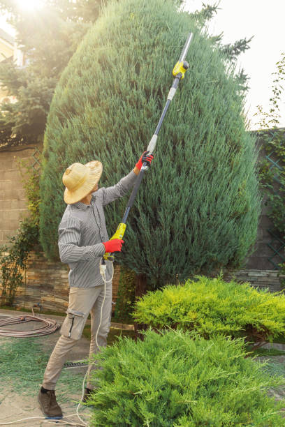 Best Seasonal Cleanup (Spring/Fall)  in North Hudson, WI