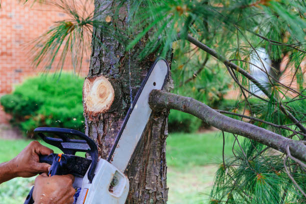 Best Lawn Mowing  in North Hudson, WI